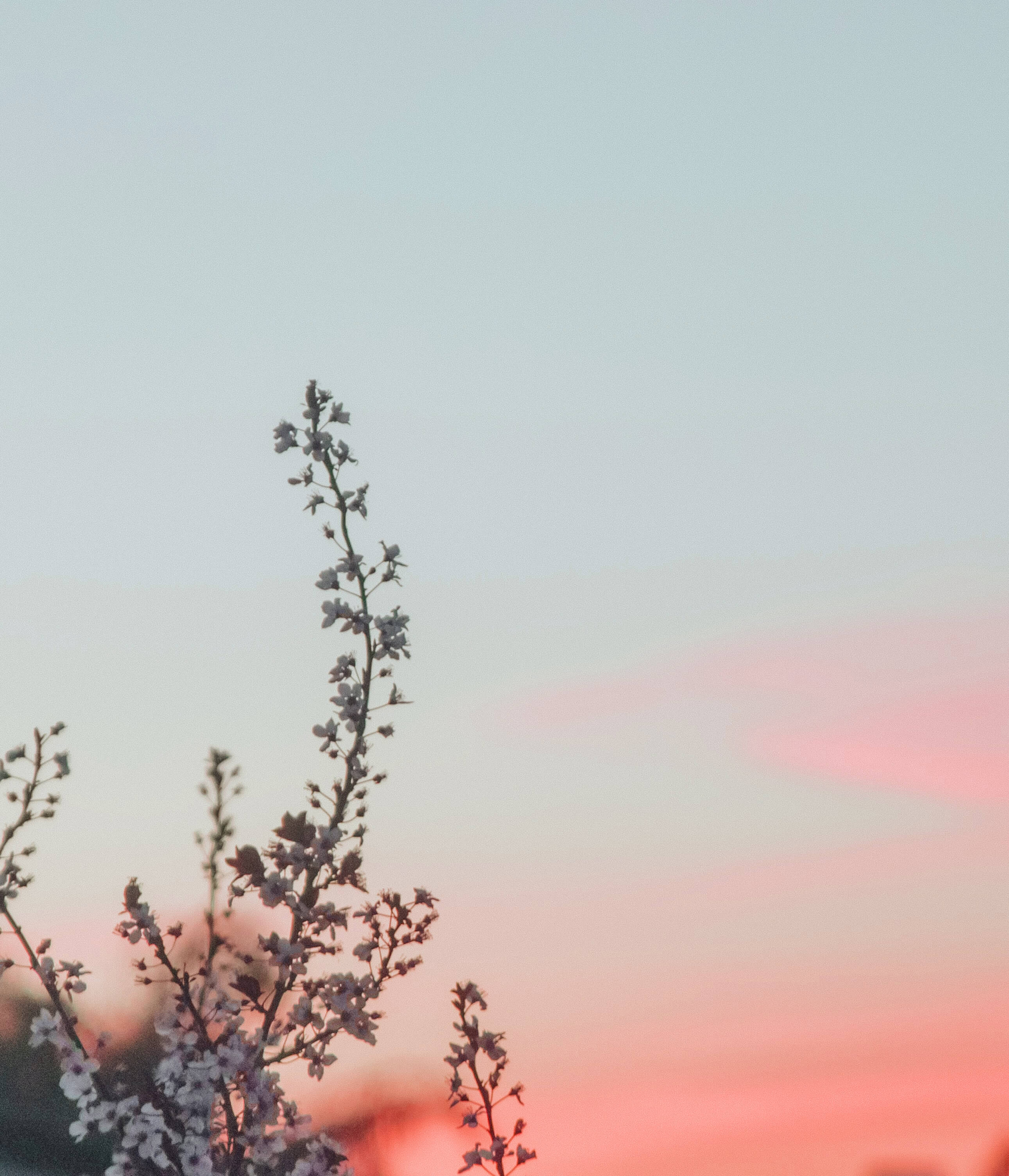 photo d'un ciel avec une branche d'arbre avec des couleurs orange